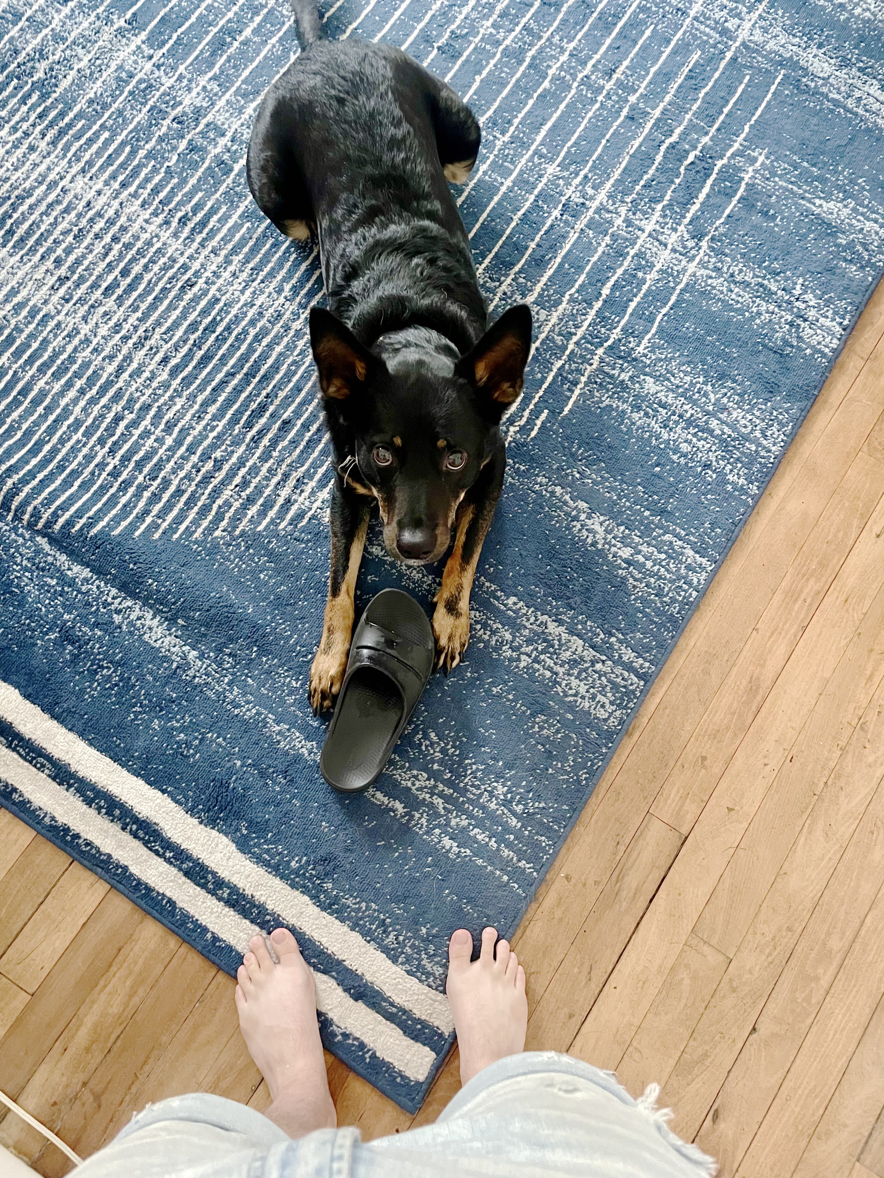 Frankie the dog with a stolen shoe.